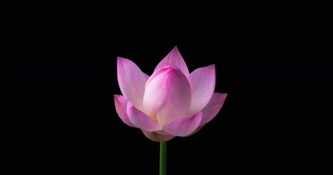 4K Time lapse opening of a pink lotus flower,alpha channel Stock-Footage 132305405