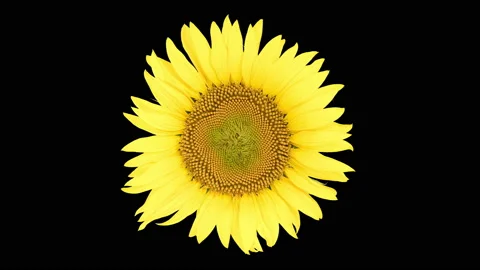 4K Time Lapse opening Sunflower Head on black Stock Footage 233845639