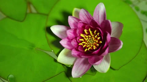4K Time lapse opening of water lily flower.Motion:Lotus flower Stock Footage 53844121