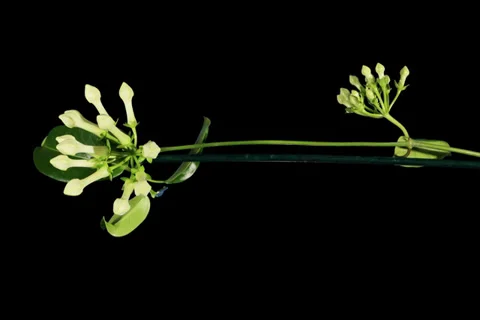 4K. Time-lapse opening white stephanotis flower buds ALPHA matte Stock Footage 38795921