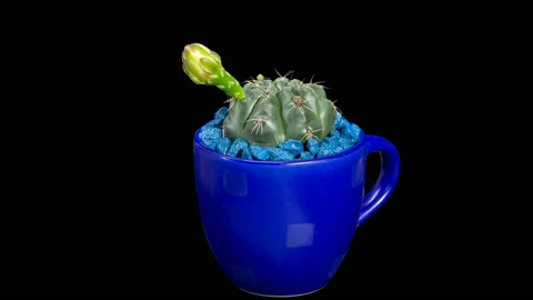 4K. Time-lapse Opening white Gymnocalycium flower buds ALPHA matte, 4096x2304 Stock Footage 113550132