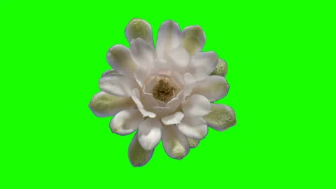 4K. Time-lapse Opening white Gymnocalycium flower buds green screen, 4096x230 Stock Footage 113687330