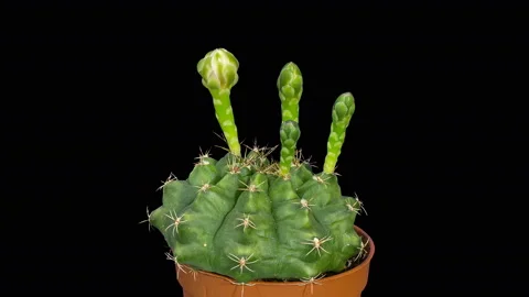 4K. Time-lapse Opening white Gymnocalycium flower buds ALPHA matte, 4096x2304 Stock Footage 113690268