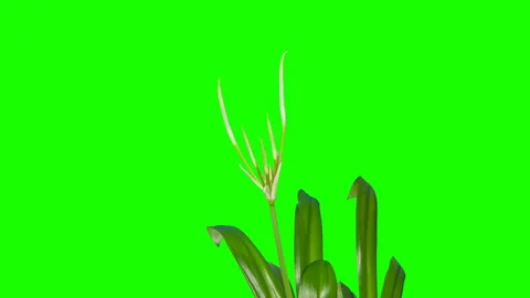 4K. Time-lapse Opening white hymenocallis flower buds green screen, Ultra HD, Stock Footage 113826434