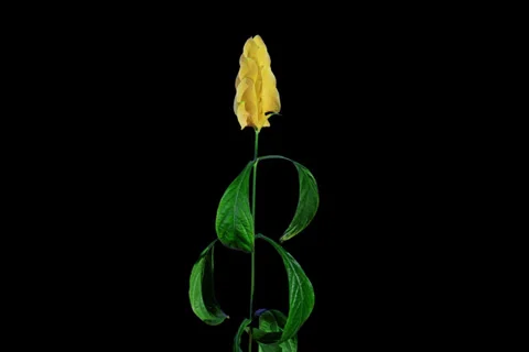 4K. Time-lapse opening yellow pahistahis flower buds ALPHA matte, Ultra HD Stock Footage 39347130