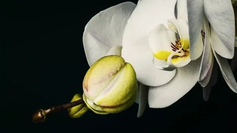 4k time lapse - orchid blooming process. Stock Footage