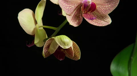 4K time lapse of orchid bud opening, blossoming and blooming Stock Footage 56163426