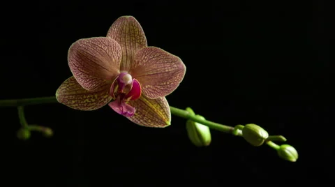 4K time lapse of an orchid bud on a stem opening, blooming and blossoming. Stock Footage 56170725