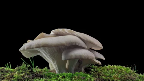 4K Time lapse of oyster mushroom growth - close-up. Healthy eco food. Edible Stock Footage 256578595