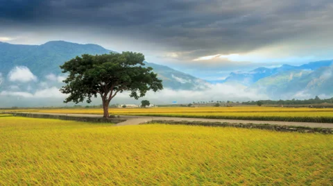4K time lapse of paddy Rice Field for adv or others purpose use Stock Footage 32566585