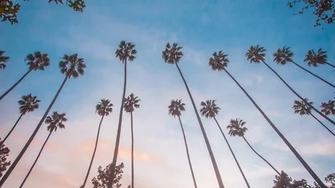 4K time lapse of the palm trees and sunset sky Stock Footage 92875841