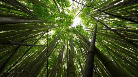 4k Time-lapse Photography inside bamboo forest Stock-Footage 44188080