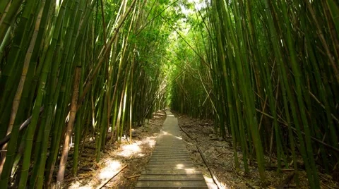 4k Time-lapse Photography inside bamboo trail Stock-Footage 44188082