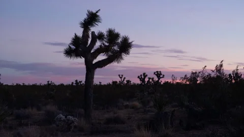 4K time lapse of pink and purple sunset and dusk clouds in Joshua Tree Park Stock Footage 258482383