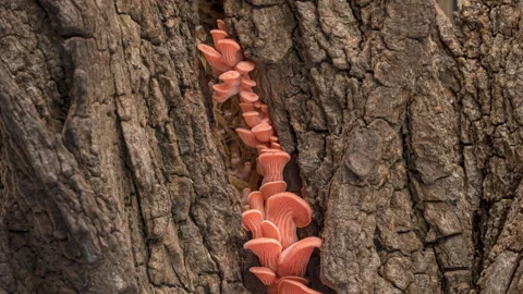 4K Time Lapse of pink Oyster mushrooms growing on old bark Stock Footage 256795864