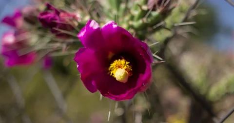 4K Time Lapse Purple Cholla Cactus Flower Opening Stock Footage 62965537