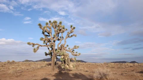 4K Time Lapse of a rainbow over a sunny Joshua Tree in the Mojave Desert Stock Footage 203269660