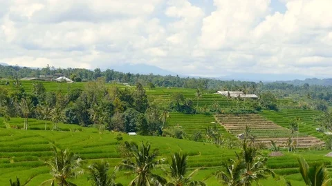 4k Time lapse. Rice field paddy Stock Footage 84875083