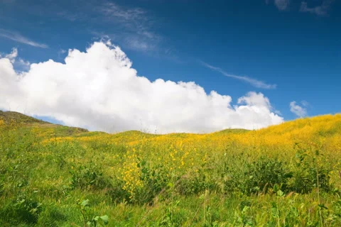 4k Time lapse, Rolling clouds behind yellow wild mustard hillside Video stock 42747107
