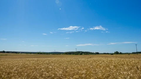 4k time-lapse with rye field under blue sky. Stock Footage 96130349