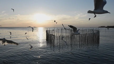 4K time lapse. Seagull Flying in Bangpu, Samut Prakan, Thailand. Stock Footage 122189014