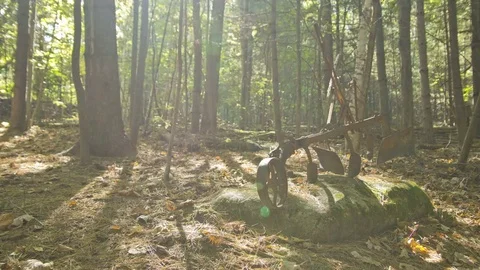 4K Time Lapse of Shadows on a Forest Floor 動画素材 71191057