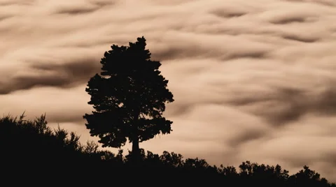 4K Time Lapse Silhouette Clouds  Trees Plants Stock Footage 66791976