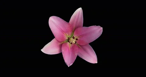 4K Time Lapse - Single Pink Lily Flower Blooming,top view and alpha channel Stock-Footage 132305363