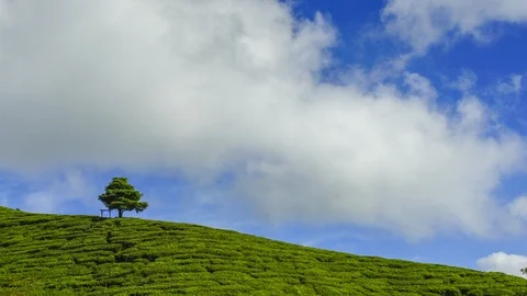 4K Time-lapse of single tree tea plantation Cameron Highland. Stock Footage 118728189