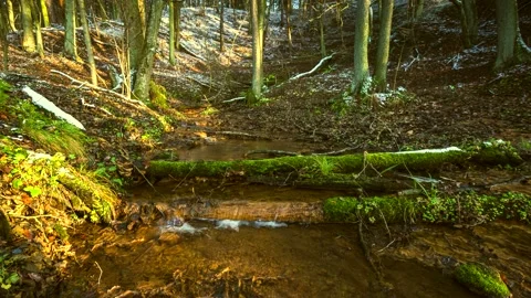 4k time lapse with small river in early spring forest. Vídeo Stock 154845922