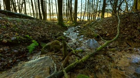 4k time lapse with small river in early spring forest. 動画素材 154901405