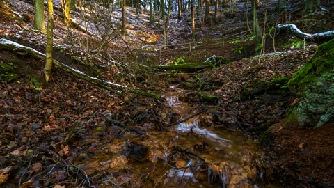4k time lapse with small river in early spring forest. Stock Footage 155023562