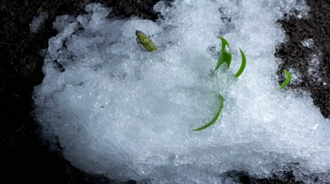 4K Time Lapse snow melting on fossil Video stock 63356146