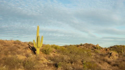 4K time lapse of speckled wave clouds in blue sky above a Saguaro in Arizona Stock Footage 229047249