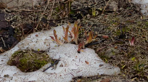 4K time lapse of Spring plant sprouts growing on the forest floor as snow melts Видео 67994944