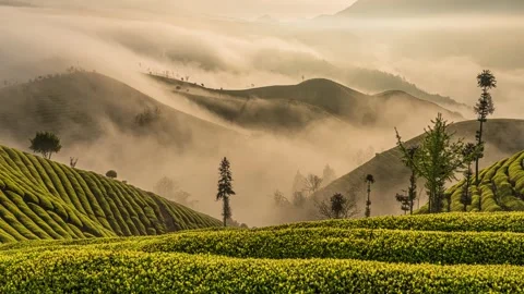4K Time-Lapse of Spring Tea Plantations Natural Scenery with Morning Fog and Stock Footage 338364466