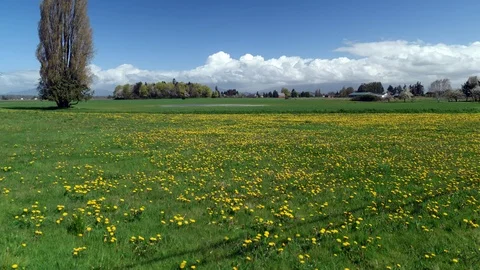 4K Time Lapse Spring Wild Flowers Cloud Vídeo Stock 89546811