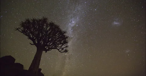 4K time lapse of stars moving and quiver tree in silhouette Stock-Footage 64698237