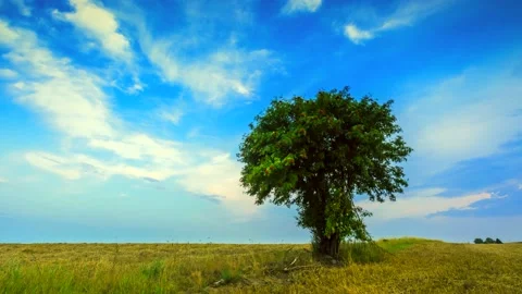 4k time lapse with stubble field and rowan tree under blue sky Stock Footage 154766875