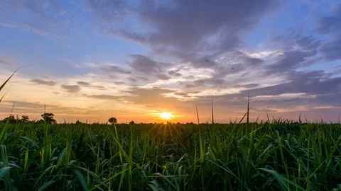 4K time lapse of sugarcane field in sunset time Stock Footage