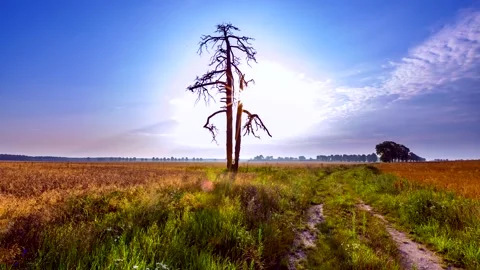 4k time lapse with summer fields and old tree under blue sky. Stock Footage 154351543