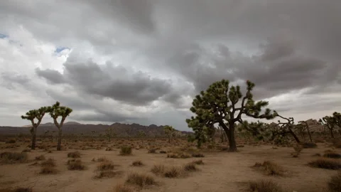 4K time lapse of summer monsoon rain storm clouds forming over Joshua Trees Stock Footage 202296348
