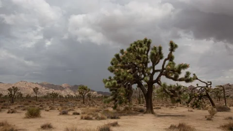 4K time lapse of summer monsoon rain clouds casting shadows on Joshua Trees 스톡 동영상 202303395