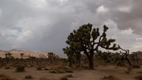 4K time lapse of summer monsoon rain cloud shadows on Joshua Trees in the Mojave Stock Footage 202340516