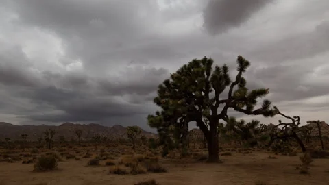 4K time lapse of a summer rain storm forming in Joshua Tree national park Stock Footage 202340500
