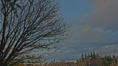4K Time-lapse Sun Flare Through Trees and Fast Clouds Stock Footage 323880738