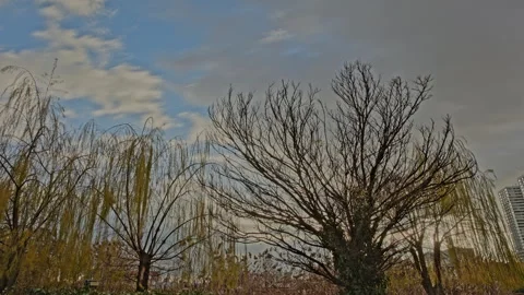 4K Time-lapse Sun Flare Through Bare Trees and Moving Clouds Stock Footage 323880746