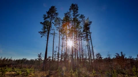 4k time lapse with sun moving through tree trunks in autumnal landscape. Stock Footage 156106250