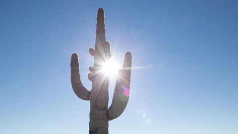 4K Time lapse of the sun rising behind a Saguaro cactus in a clear blue sky Stock Footage 146823042