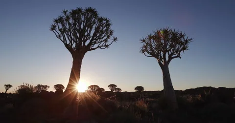 4K time lapse of sun setting with quiver tree in silhouette Stock Footage 64698234